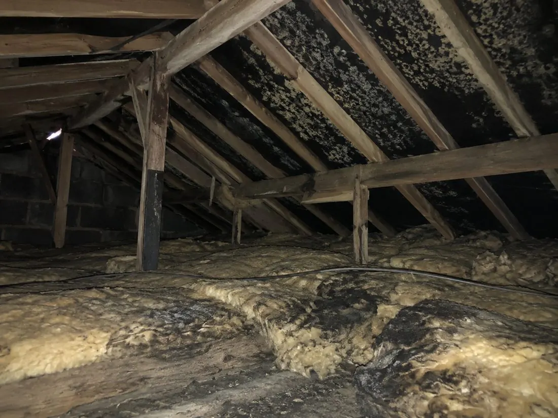 Black mould spotting on roof timbers in a loft caused by condensation